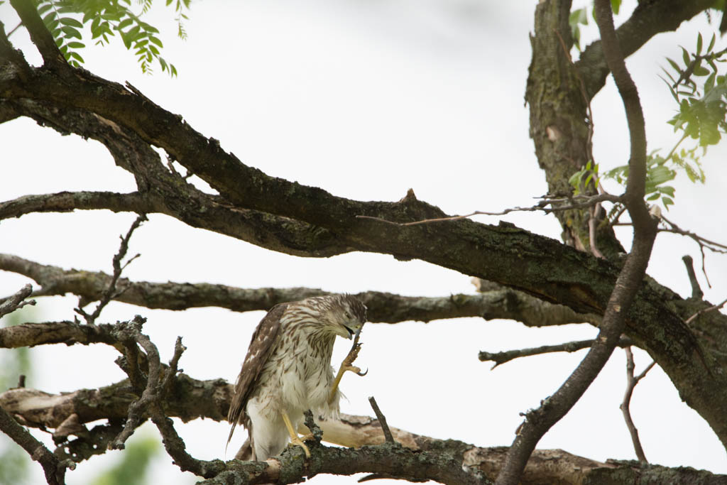 Cooper Hawk - Face Itch